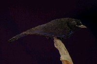 藏品(臺灣紫嘯鶇)的圖片